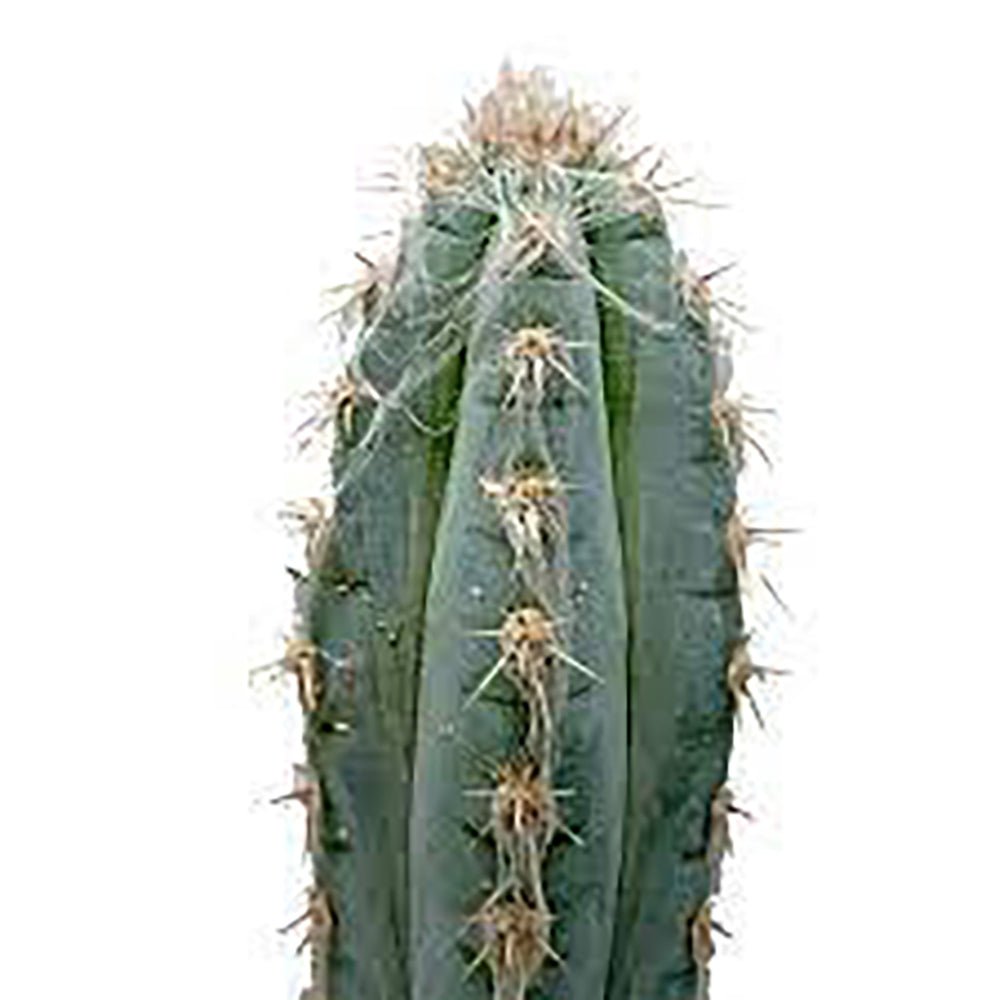 Cactus Pilosocereus Go - 20 cm - VERDENA-20 cm inaltime in ghiveci de 1.2 L