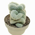 Black Friday - Reduceri Cactusul Torta de Argint (Cleistocactus strausii) Promotie