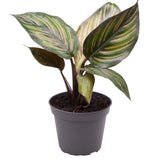 Calathea Beauty Star - 12 cm - VERDENA-12 cm la livrare in ghiveci Ø6 cm