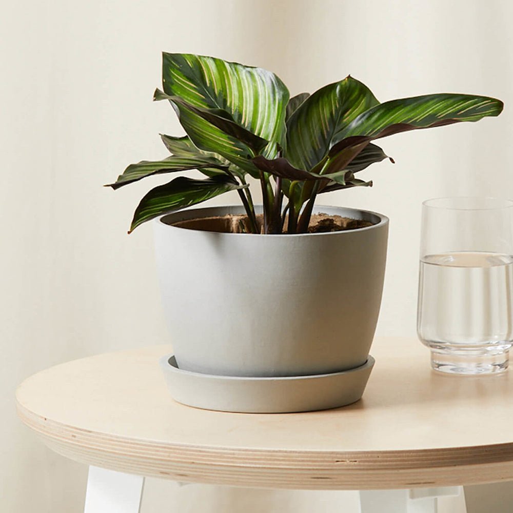 Calathea Beauty Star - 12 cm - VERDENA-12 cm la livrare in ghiveci Ø6 cm