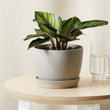 Calathea Beauty Star - 12 cm - VERDENA-12 cm la livrare in ghiveci Ø6 cm