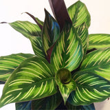 Calathea Beauty Star - 12 cm - VERDENA-12 cm la livrare in ghiveci Ø6 cm