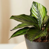 Calathea Beauty Star - 12 cm - VERDENA-12 cm la livrare in ghiveci Ø6 cm