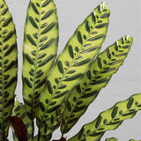 Calathea Insignis - 55 cm - VERDENA-55 cm la livrare in ghiveci de 1.2 l