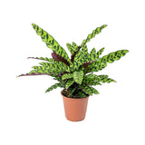 Calathea Insignis - 55 cm - VERDENA-55 cm la livrare in ghiveci de 1.2 l