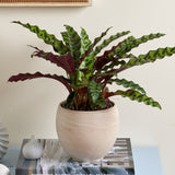 Calathea Insignis - 55 cm - VERDENA-55 cm la livrare in ghiveci de 1.2 l