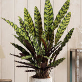 Calathea Insignis - 55 cm - VERDENA-55 cm la livrare in ghiveci de 1.2 l