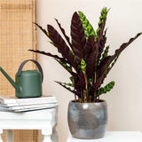 Calathea Insignis - 55 cm - VERDENA-55 cm la livrare in ghiveci de 1.2 l