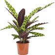 Calathea Insignis - 55 cm