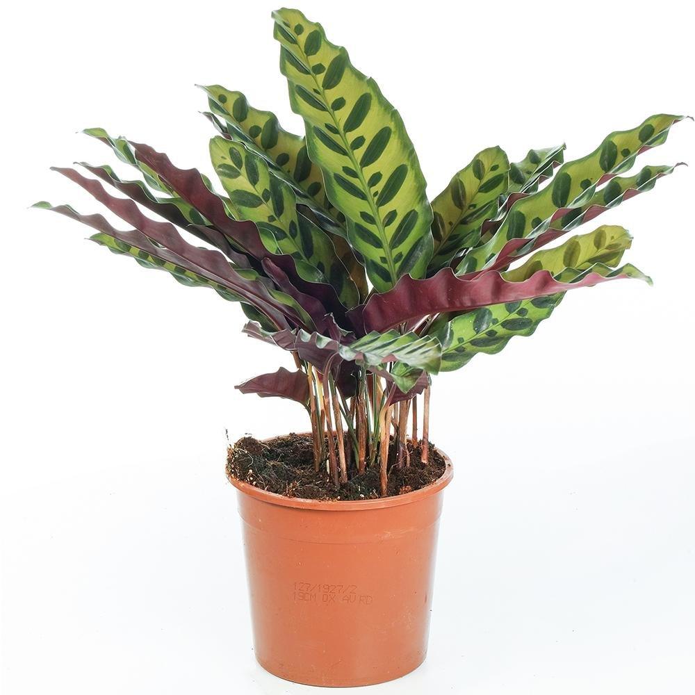 Calathea Insignis - 60 cm - VERDENA-60 cm la livrare in ghiveci de 3 l