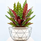 Calathea Insignis - 60 cm - VERDENA-60 cm la livrare in ghiveci de 3 l