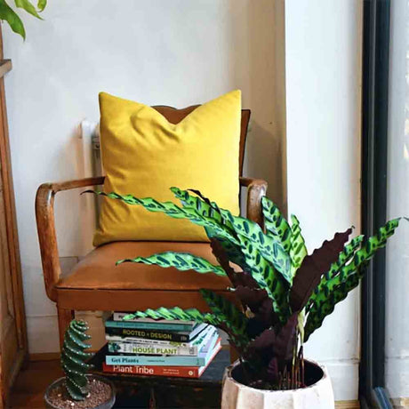 Calathea Insignis - 60 cm - VERDENA-60 cm la livrare in ghiveci de 3 l