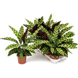 Calathea Insignis - 60 cm - VERDENA-60 cm la livrare in ghiveci de 3 l