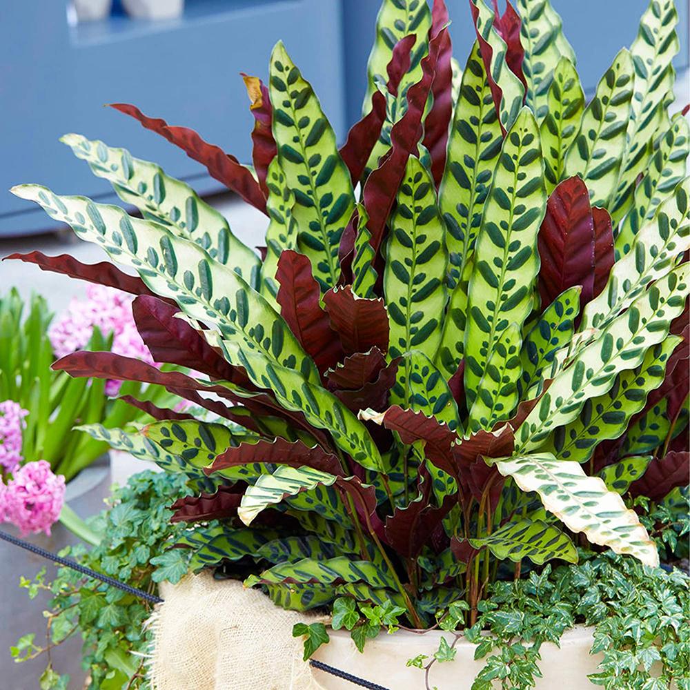 Calathea Insignis, 40 cm la livrare, in ghiveci Ø 14 cm