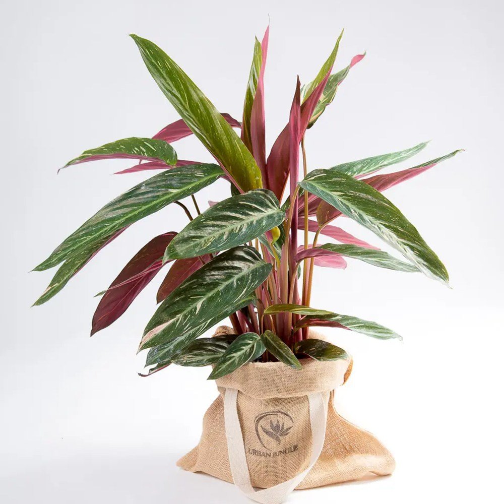 Calathea Magic Star - 100 cm - VERDENA-100 cm inaltime, livrat in ghiveci de 3.5 l