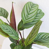 Calathea Oppenheimiana - 70 cm - VERDENA-70 cm inaltime la livrare