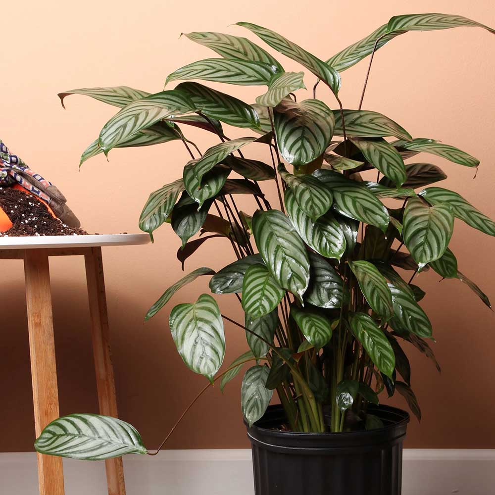 Calathea Oppenheimiana - 70 cm - VERDENA-70 cm inaltime la livrare