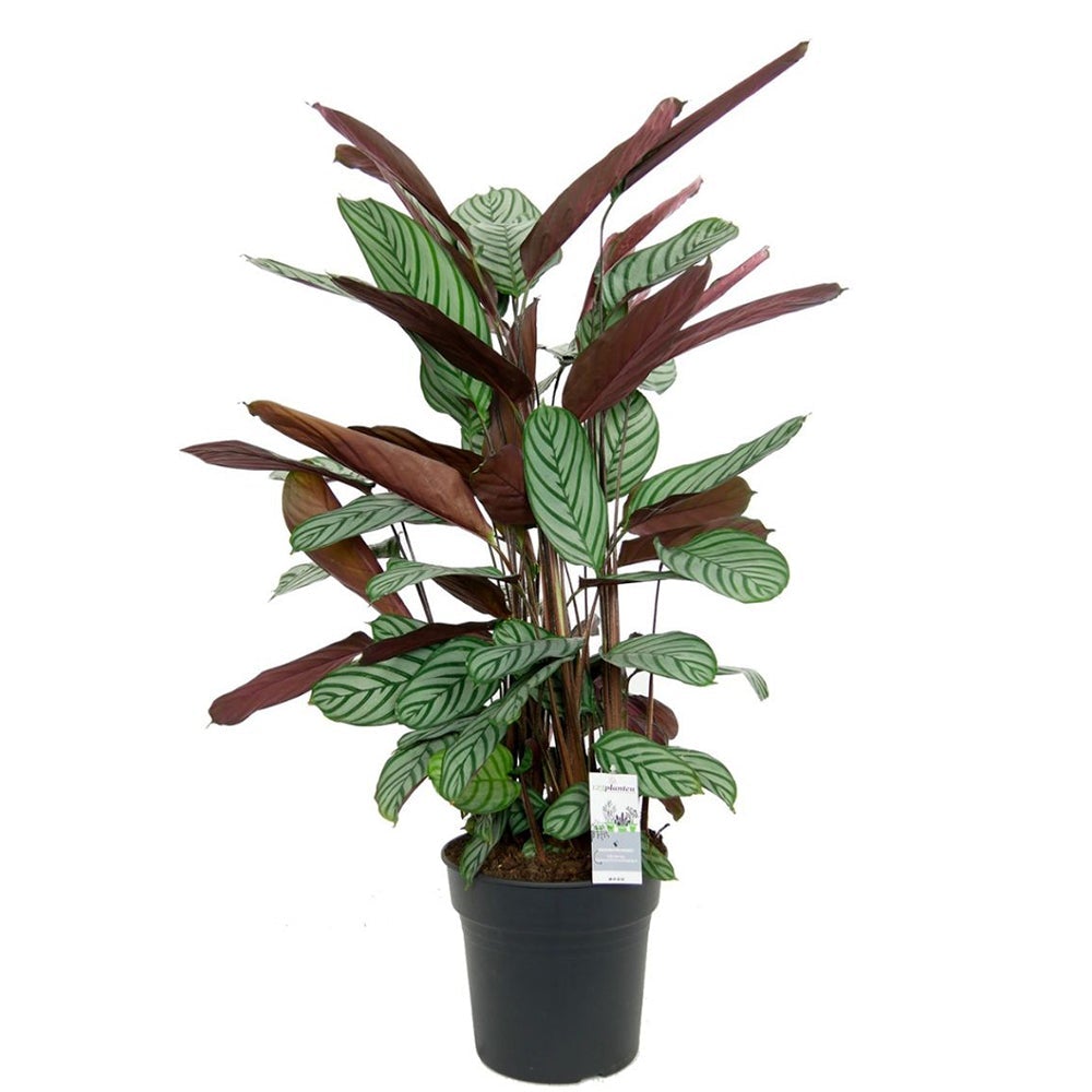 Calathea Oppenheimiana - 70 cm - VERDENA-70 cm inaltime la livrare