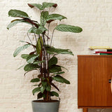 Calathea Oppenheimiana - 70 cm - VERDENA-70 cm inaltime la livrare