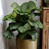 Calathea Orbifolia - 30 cm - VERDENA-30 cm la livrare, in ghiveci de Ø 12 cm