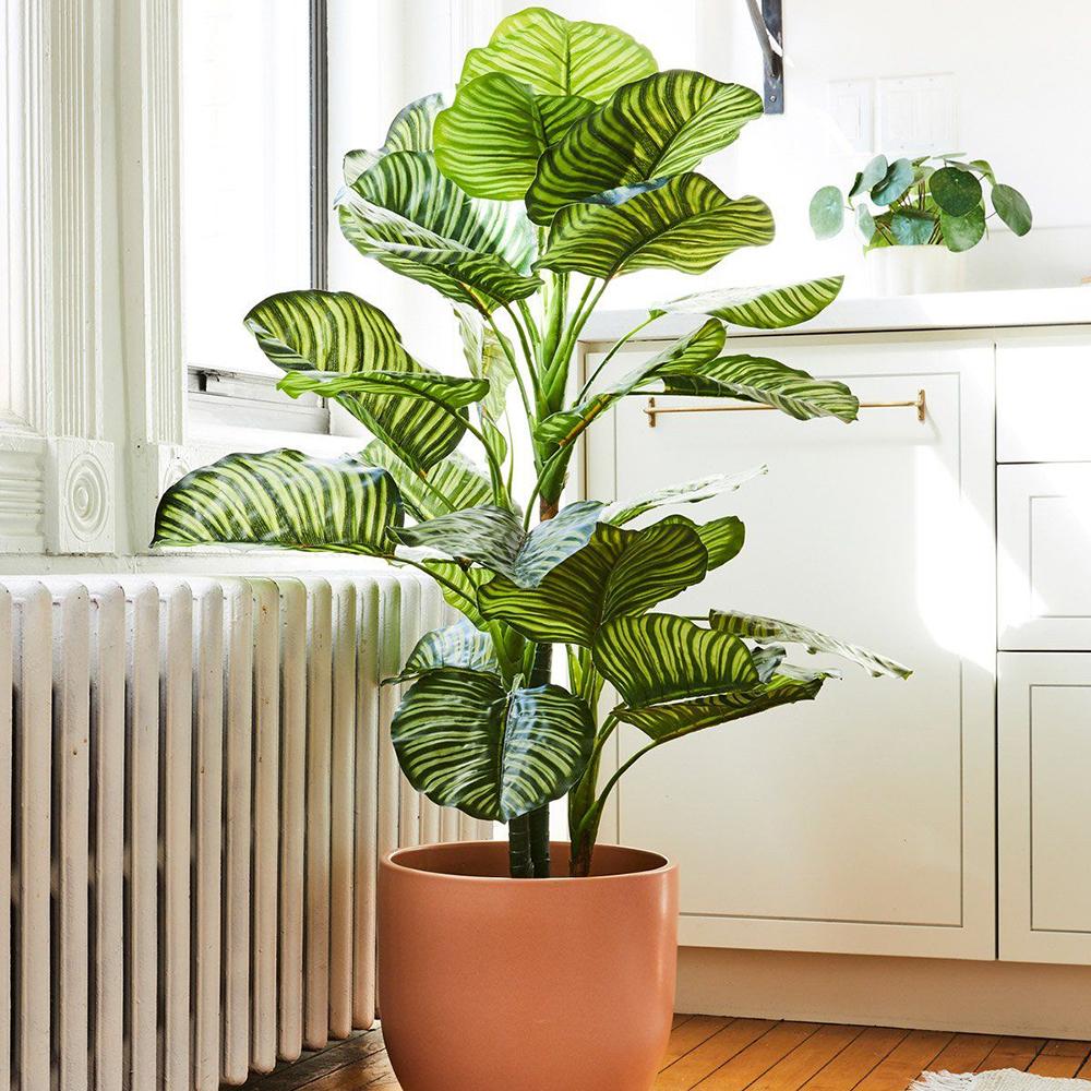 Calathea Orbifolia, 30 cm la livrare, in ghiveci de Ø  12 cm