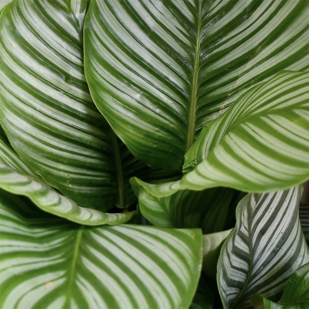 Calathea Orbifolia - 30 cm - VERDENA-30 cm la livrare, in ghiveci de Ø 12 cm