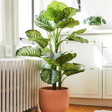 Calathea Orbifolia - 45 cm - VERDENA-45 cm inaltime in ghiveci de 1.5 L