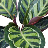 Calathea Rosea - 30 cm - VERDENA-30 cm inaltime la livrare, in ghiveci cu Ø 12 cm