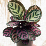 Calathea Rosea - 30 cm - VERDENA-30 cm inaltime la livrare, in ghiveci cu Ø 12 cm