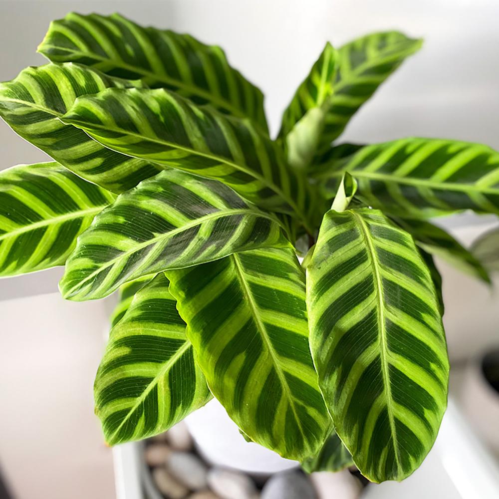 Calathea Zebrina - 80 cm - VERDENA-80 cm la livrare in ghiveci Ø19 cm