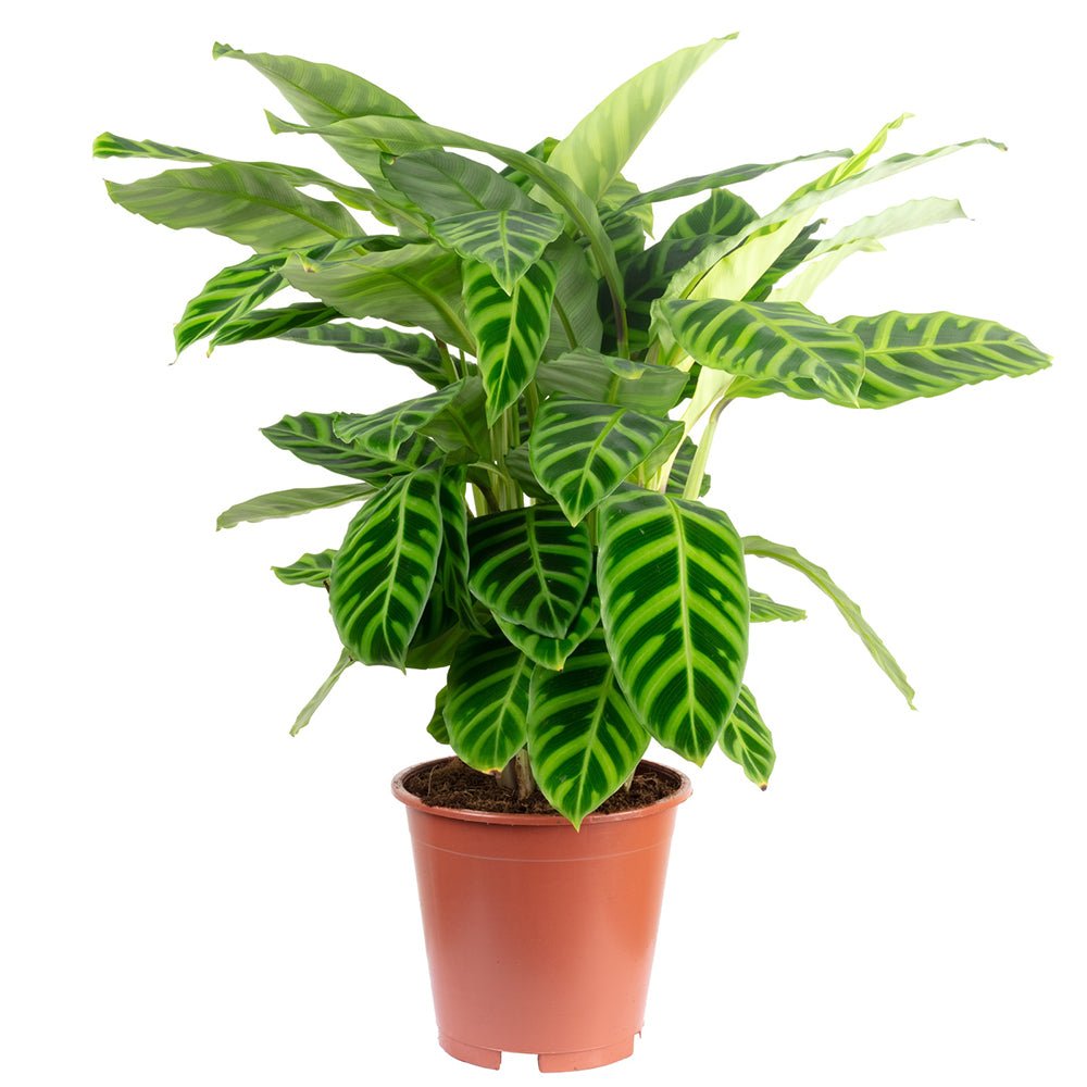 Calathea Zebrina - 80 cm - VERDENA-80 cm la livrare in ghiveci Ø19 cm