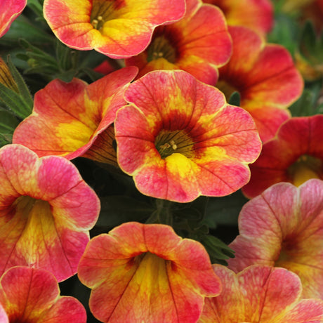 Calibrachoa (Petunie) Chameleon® Atomic Orange, ghiveci de 1L si ?12cm