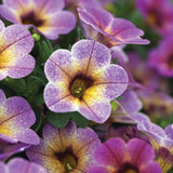 Calibrachoa (Petunie) Chameleon® Blueberry Scone, ghiveci de 1L si ?12cm