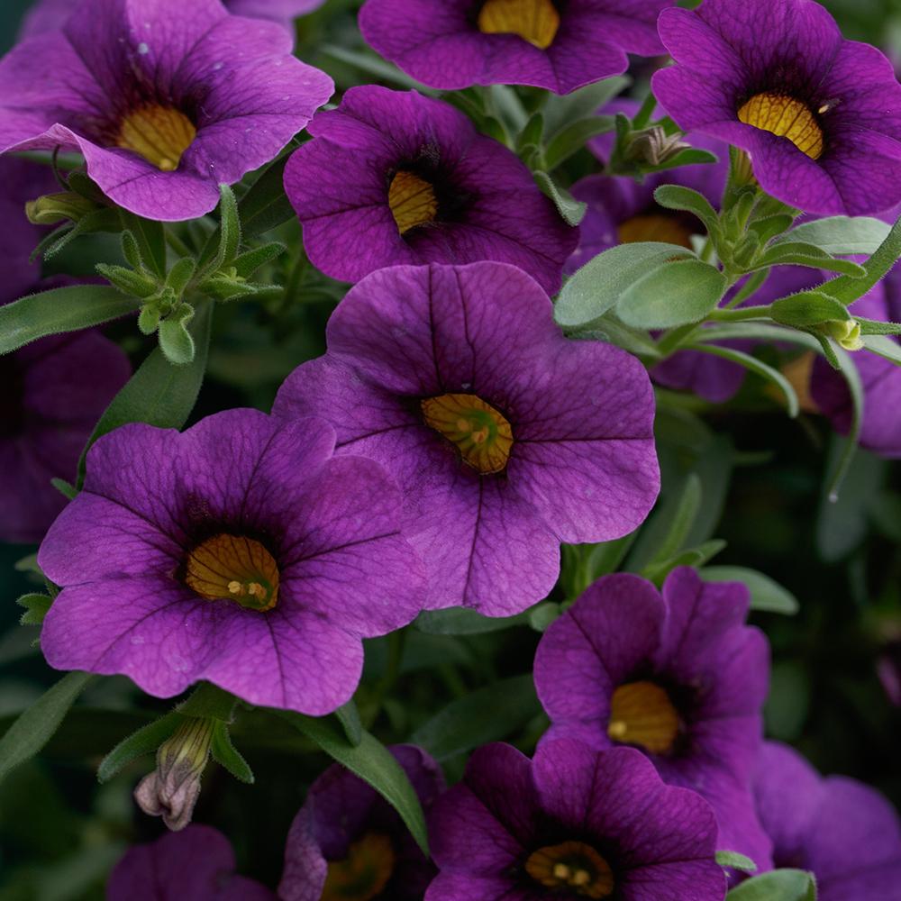 Calibrachoa (Petunie) Calipetite Blue, ghiveci de 1L si ?12cm