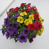 Calibrachoa (Petunie) Calipetite Mix YellowBlueRed, ghiveci de 1L si ?12cm