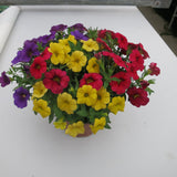 Calibrachoa (Petunie) Calipetite Mix YellowBlueRed, ghiveci de 1L si ?12cm