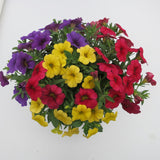 Calibrachoa (Petunie) Calipetite Mix YellowBlueRed, ghiveci de 1L si ?12cm