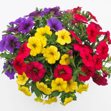 Calibrachoa (Petunie) Calipetite Mix YellowBlueRed, ghiveci de 1L si ?12cm