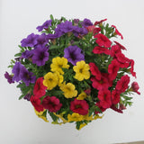 Calibrachoa (Petunie) Calipetite Mix YellowBlueRed, ghiveci de 1L si ?12cm