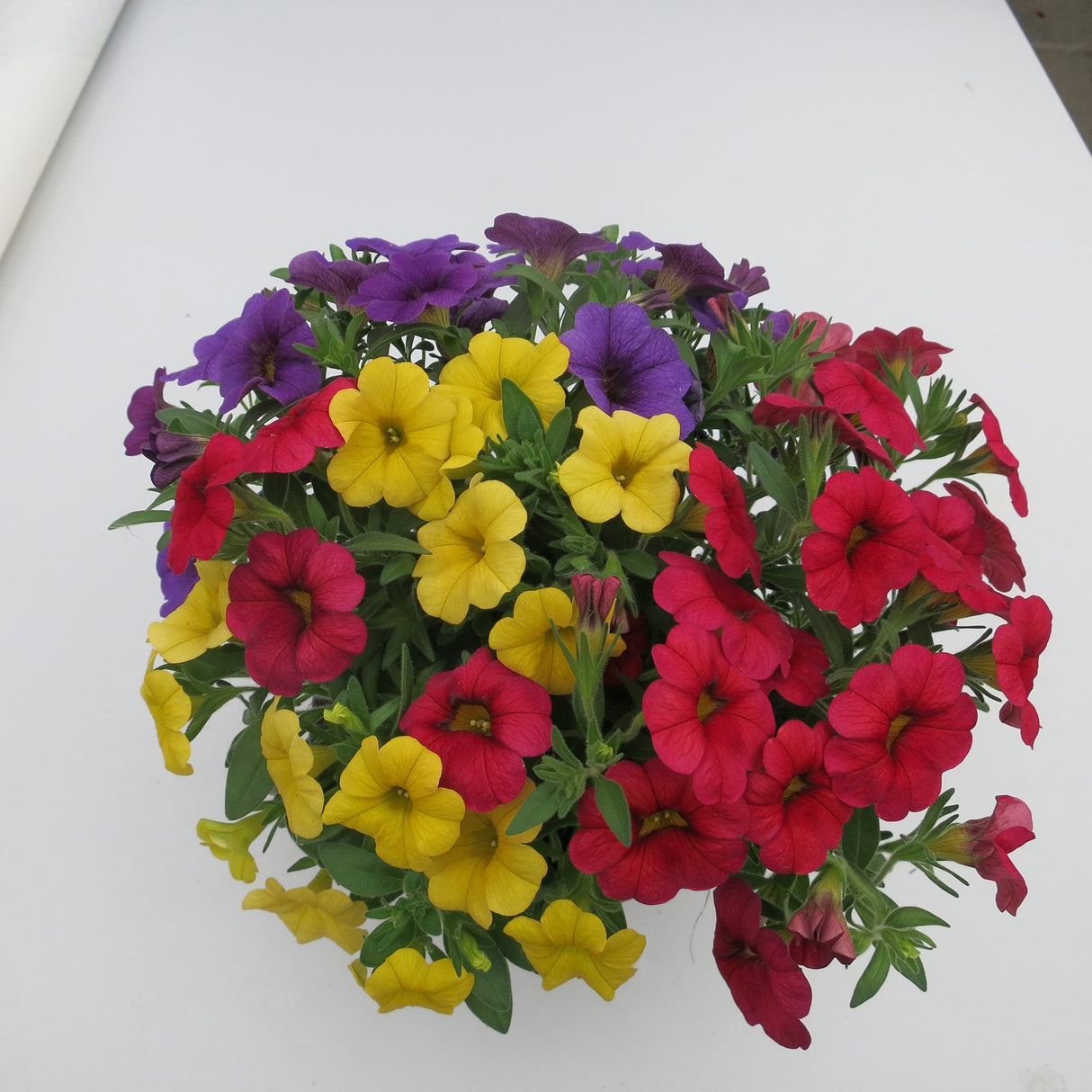 Calibrachoa (Petunie) Calipetite Mix YellowBlueRed, ghiveci de 1L si ?12cm