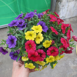 Calibrachoa (Petunie) Calipetite Mix YellowBlueRed, ghiveci de 1L si ?12cm