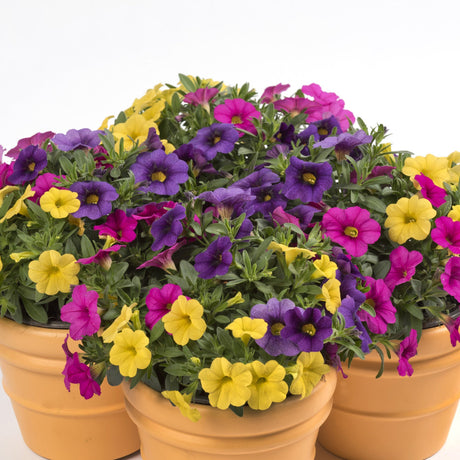 Calibrachoa (Petunie) Calipetite Mix Yellowbluerose