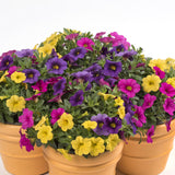 Calibrachoa (Petunie) Calipetite Mix YellowBlueRose, ghiveci de 1L si ?12cm