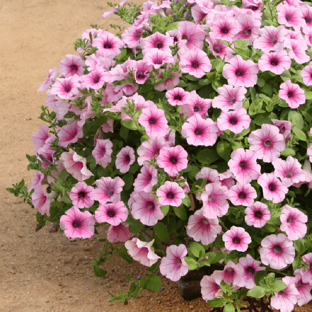 Calibrachoa (Petunie) Calipetite Pink, ghiveci de 1L si ?12cm