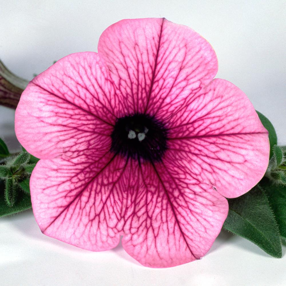 Calibrachoa (Petunie) Calipetite Pink, ghiveci de 1L si ?12cm