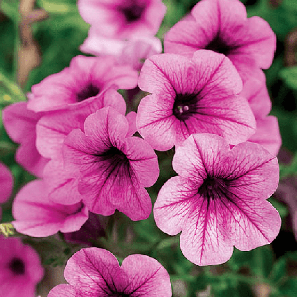 Calibrachoa (Petunie) Calipetite Pink, ghiveci de 1L si ?12cm