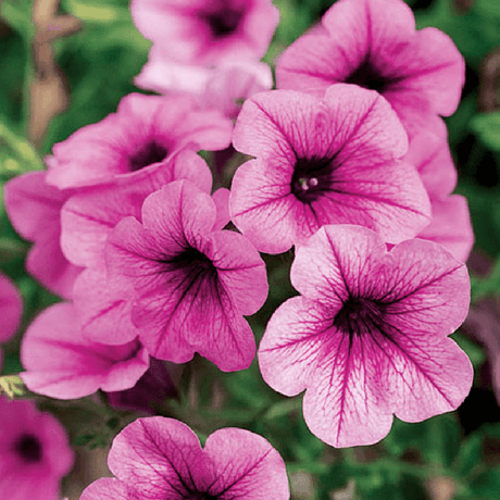 Calibrachoa (Petunie) Calipetite Pink