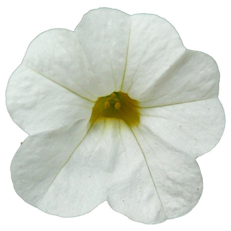 Calibrachoa (Petunie) Calipetite White