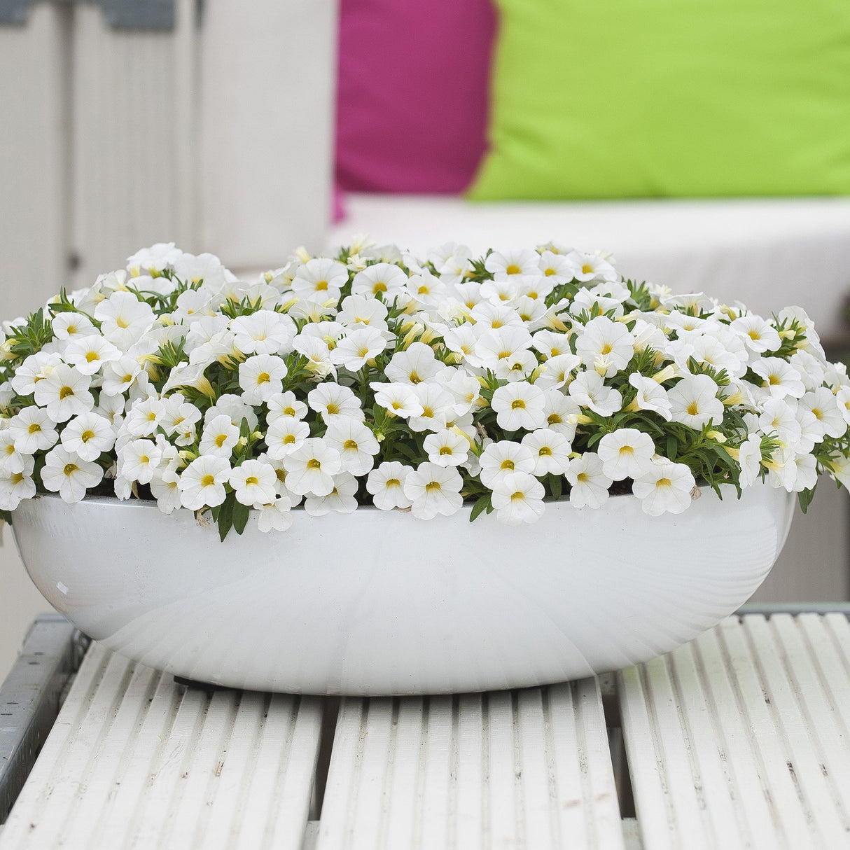 Calibrachoa (Petunie) Calipetite White, ghiveci de 1L si ?12cm