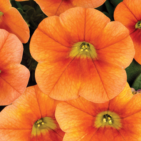 Calibrachoa (Petunie) Calitastic Pumpkin Spice, ghiveci de 1L si ?12cm